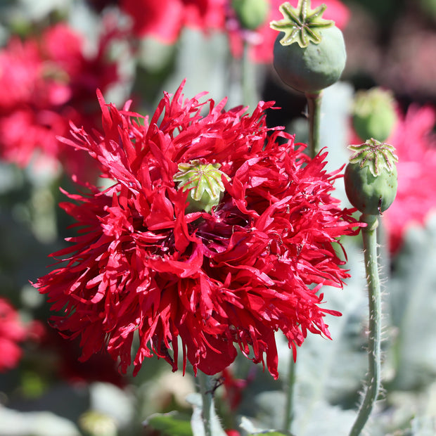 Crimson Feathers Poppy