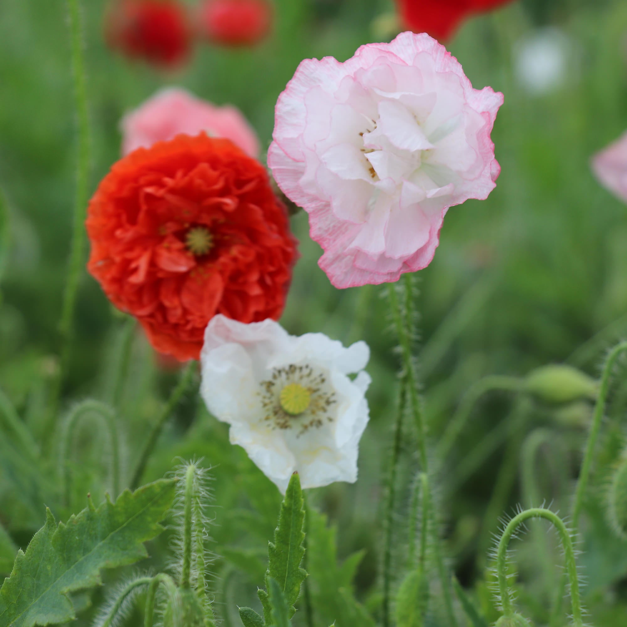 Poppy Rouse Poppy Seeds | Fontana Seeds | Shipping within Europe