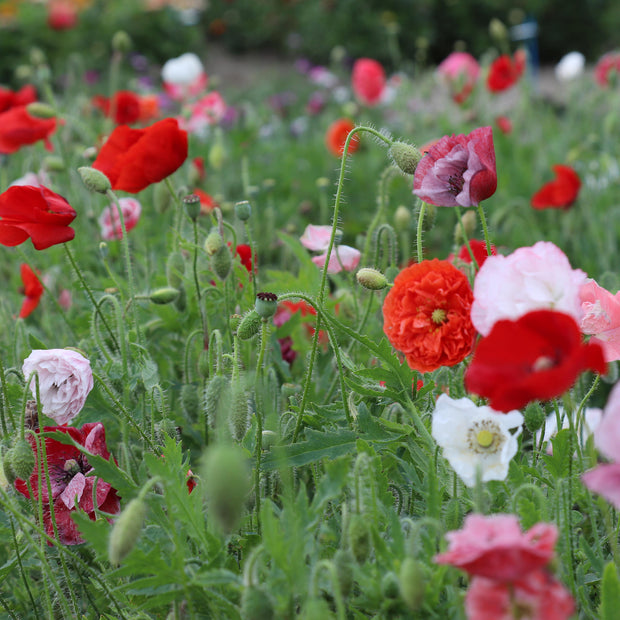 Poppies in bloom - Papaver Rhoeas Dawn Chorus