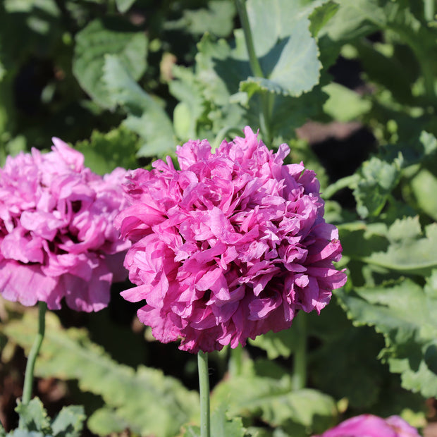 Papaver somniferum var. paeoniflorum Fontana Seeds Purple Poppy