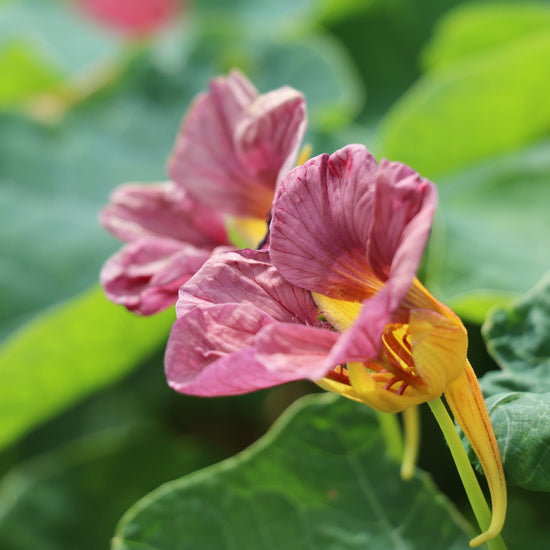 Buy Nasturtium 'Purple Emperor' seeds