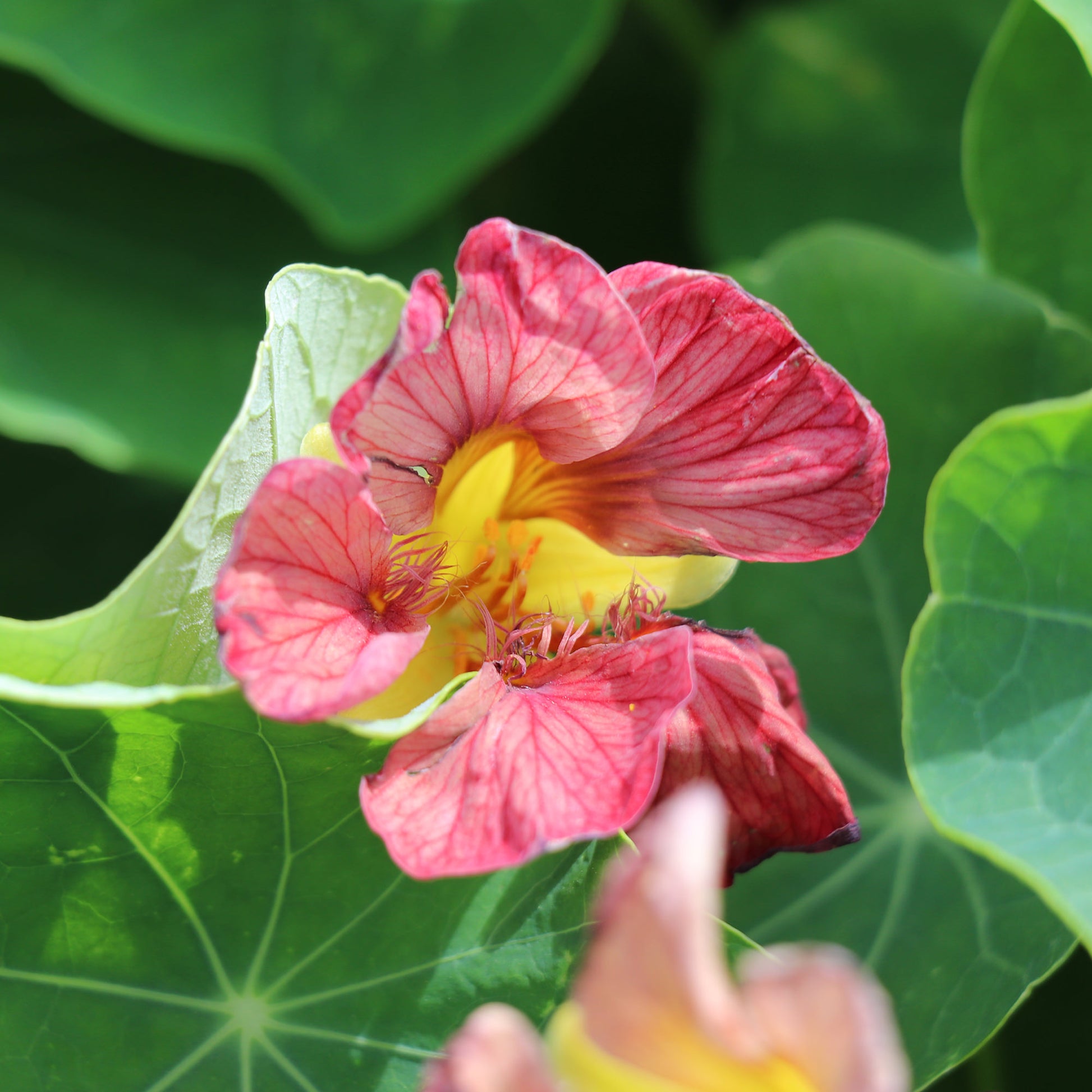 Grow Buy Nasturtium 'Purple Emperor' seeds