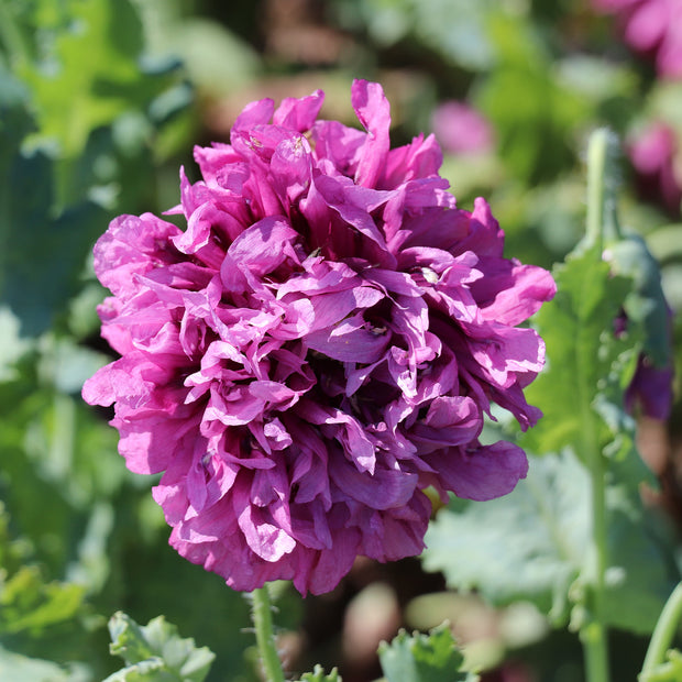 Papaver somniferum var. paeoniflorum Purple Peony Seeds