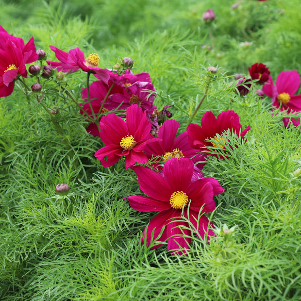Blooming Cosmos Candyfloss Red