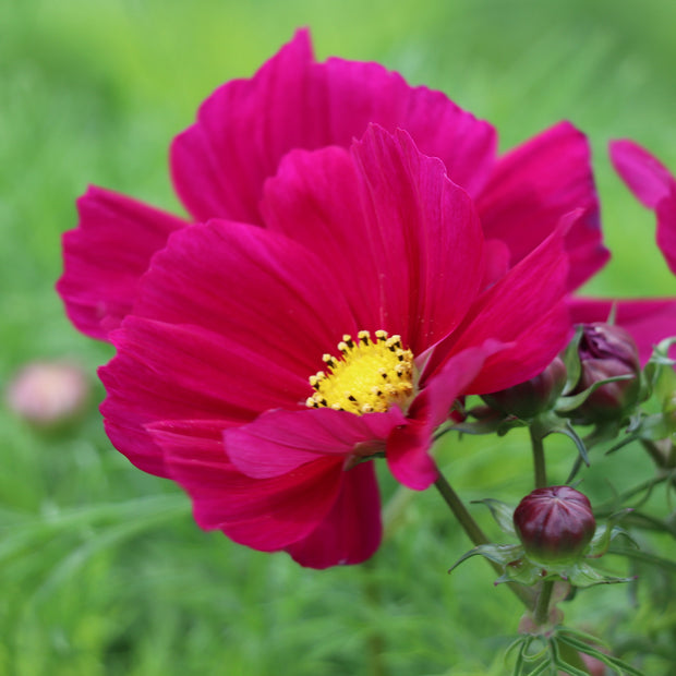 Cosmos seeds Candyfloss Red