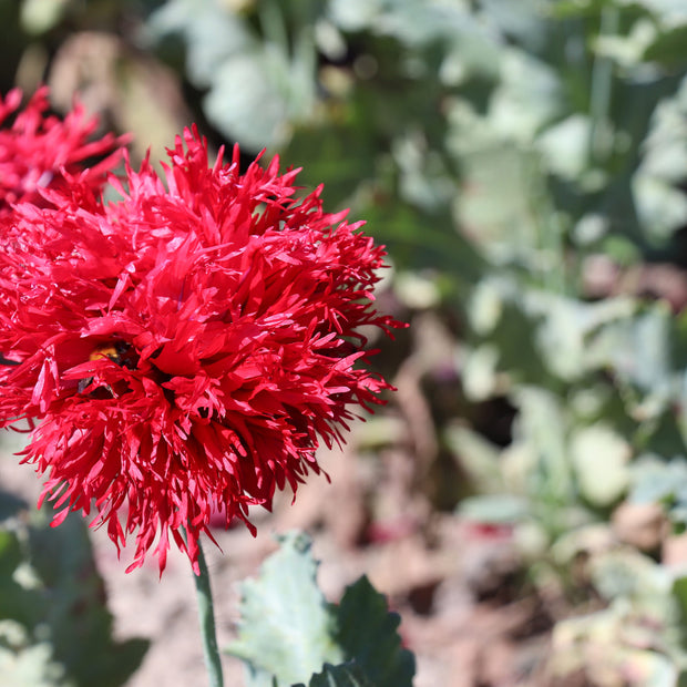 Poppies Seeds Crimson Feathers