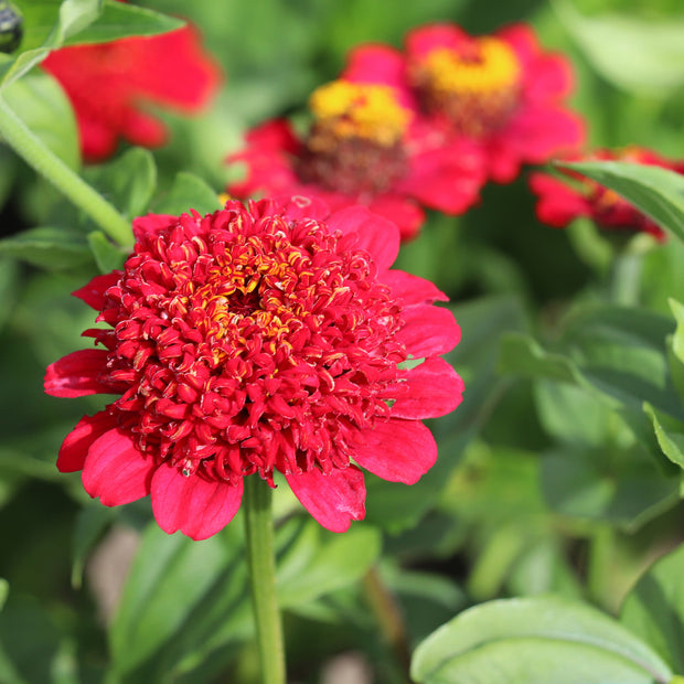 Flower Seeds Red Zinnia Cresto!