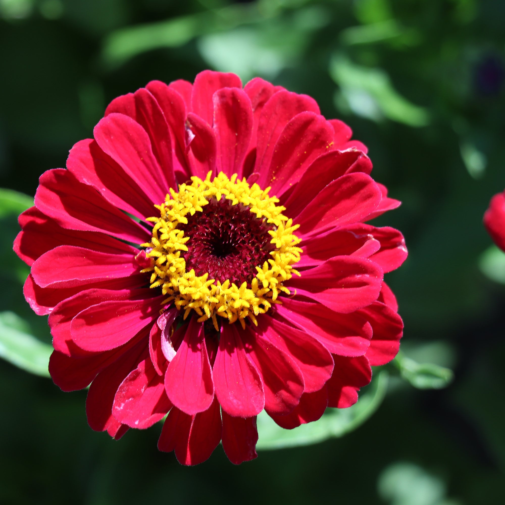 Zinnia Inca Zinnia Elegans Dahlia-Flowered Meteor | Red Zinnias | Fontana Seeds