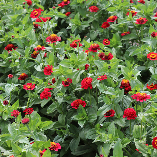 Zinnia Elegans Cresto Red