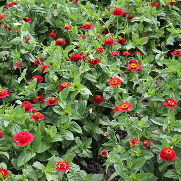 Zinnia Elegans Cresto Red