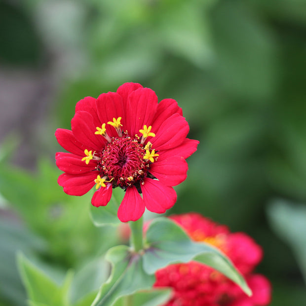 Grow Red Zinnia from Seeds