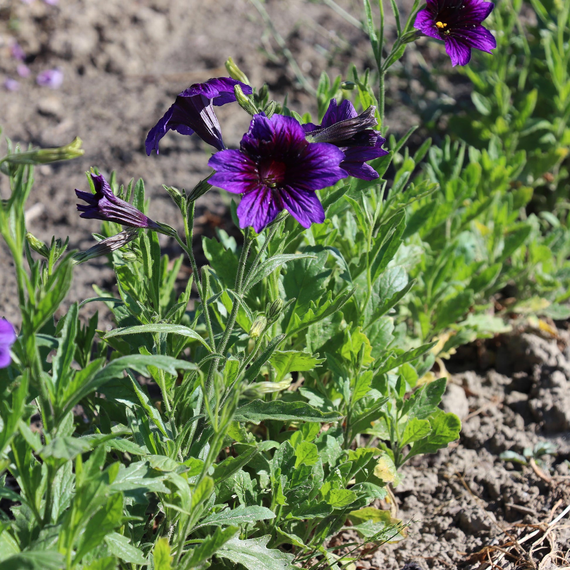 Fontana Seeds Salpiglossis Sinuata Kew Blue
