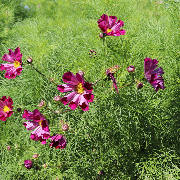 Cosmos Sea Shells Red