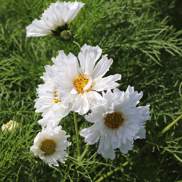 Flowers Seeds White Cosmos