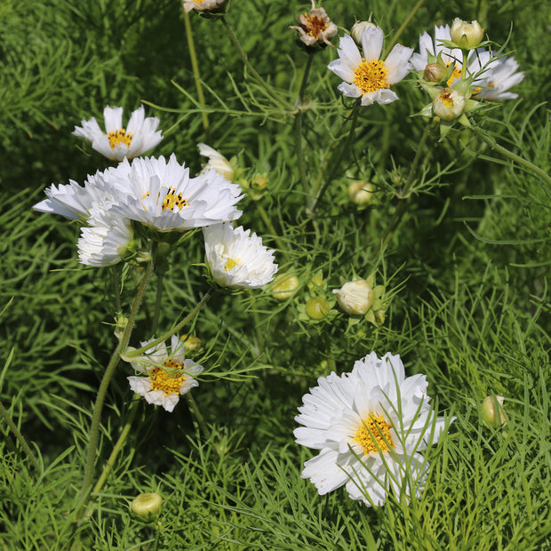 Cosmos Double Dutch White