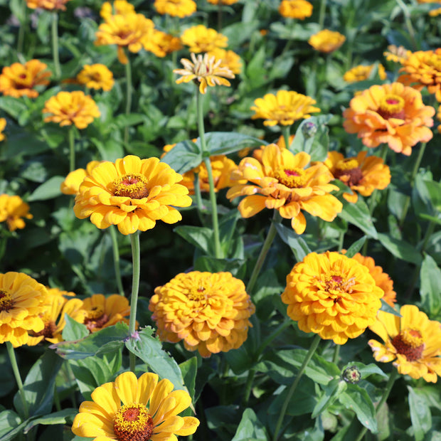 Zinnia Elegans Dahlia-Flowered Golden State