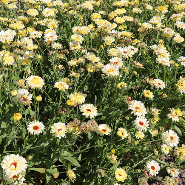 Calendula Ivory Princess