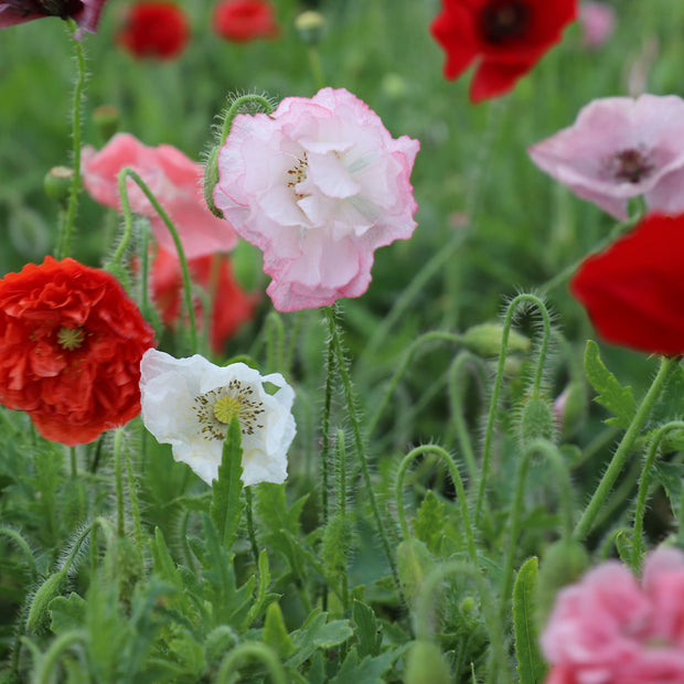 Poppy Blooms