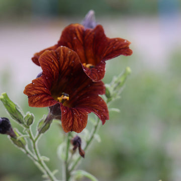 Salpiglossis Sinuata Cafe au Lait