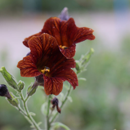 Salpiglossis Sinuata Cafe au Lait