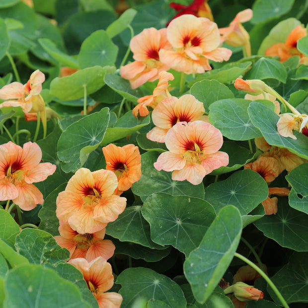 Nasturtium Flowers Seeds Sahins Paso Doble