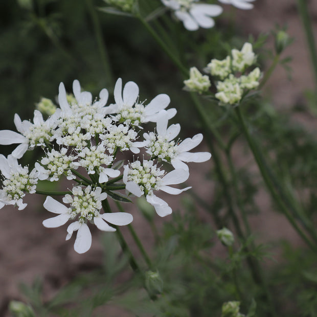 Orlaya Grandiflora White Lace Flowers