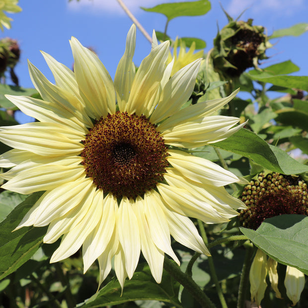 Sunflower Buttercream F1