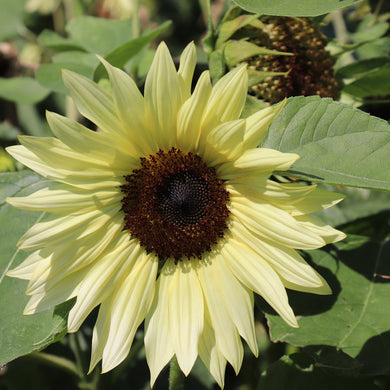 Sunflower Buttercream F1