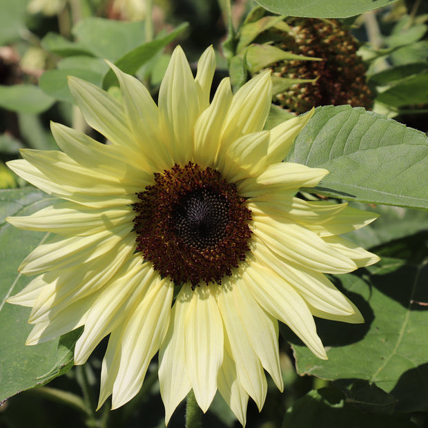 Buy Seeds Sunflower Buttercream F1