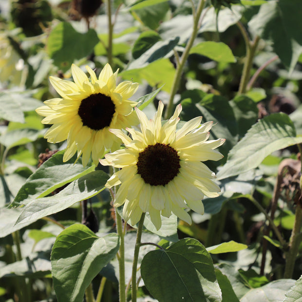 Sunflower Buttercream F1 Seeds