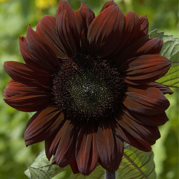 HELIANTHUS ANNUUS CLARET SEEDS