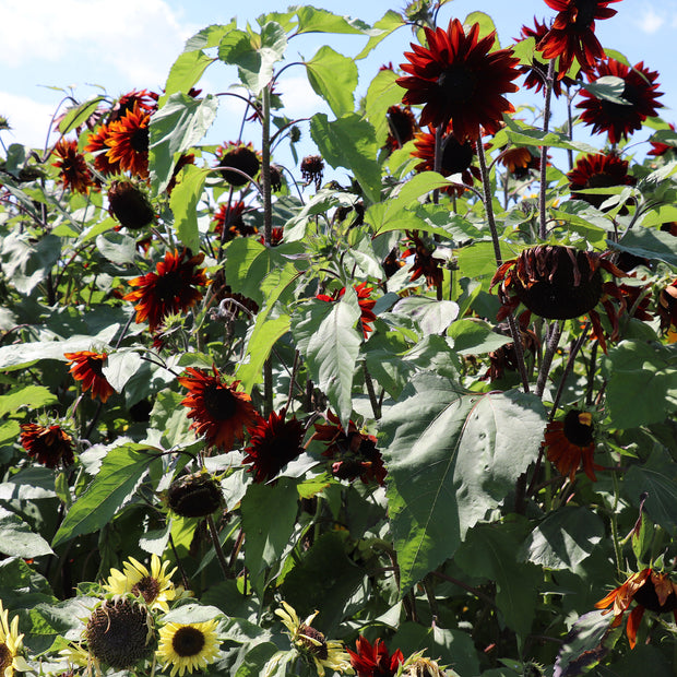 Black Sunflowers Seeds