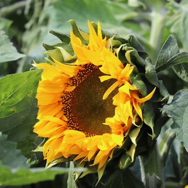 Sunspot Sunflower