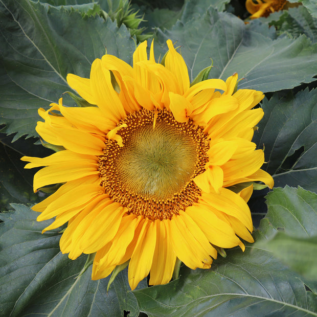 Sunflowers Sunspot