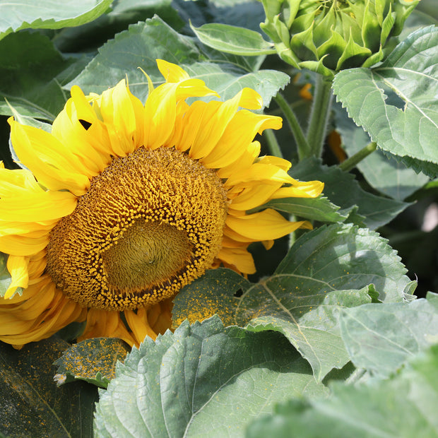 Sunflower Seeds Sunspot