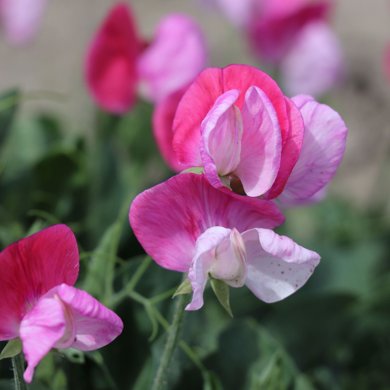 Lathyrus (pisello odoroso)