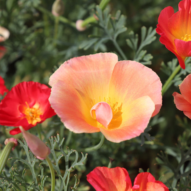 Kalifornischer Mohn-Thai-Seiden-Formel-Mix