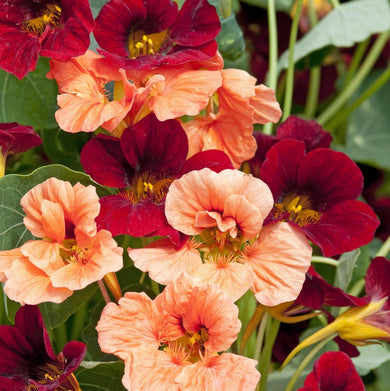 Nasturtium Sahin’s Rumba