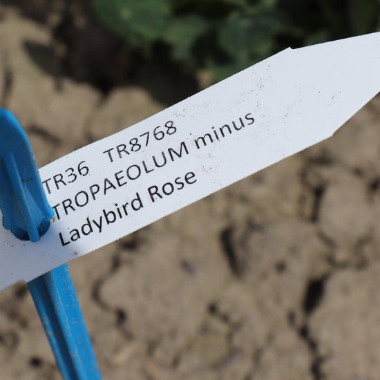 Label Nasturtium Ladybird Rose