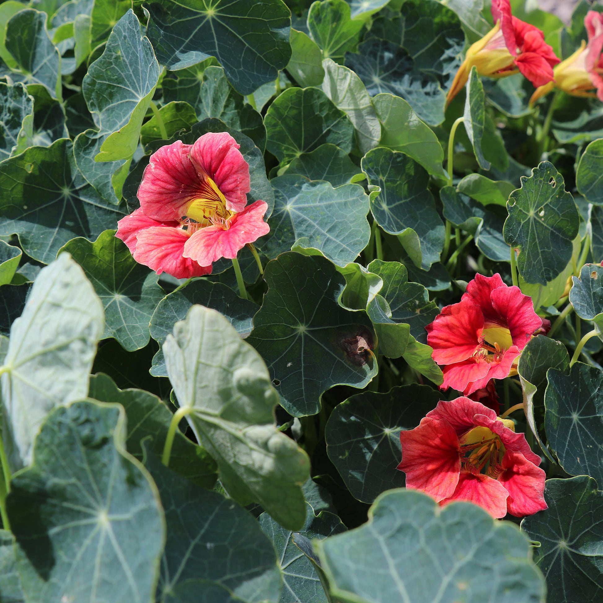 Seeds Nasturtium Ladybird Rose