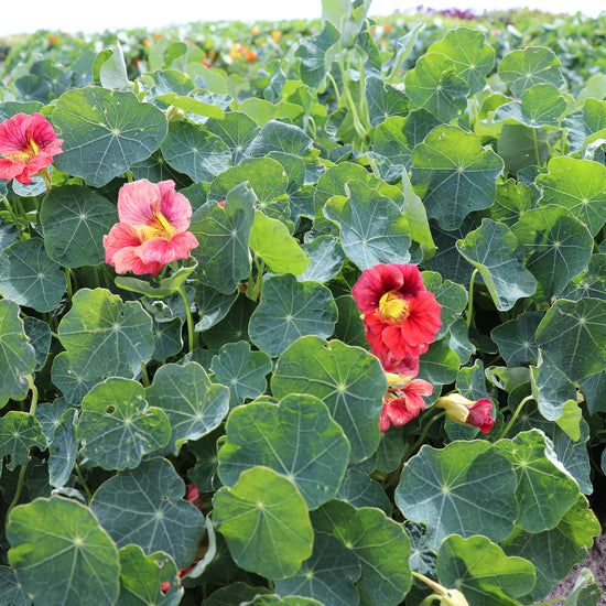 Grow Seeds Nasturtium Ladybird Rose