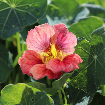Flower Seeds Nasturtium Ladybird Rose
