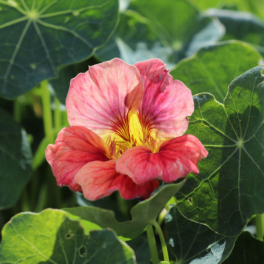 Flower Seeds Nasturtium Ladybird Rose