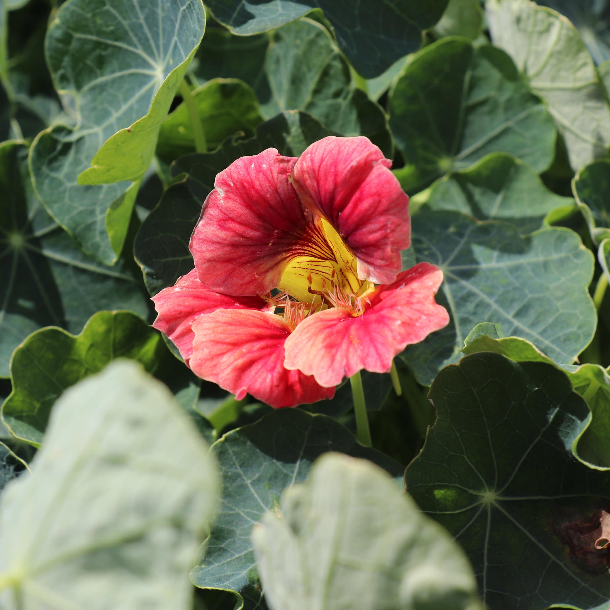 Grow Seeds Nasturtium Ladybird Rose