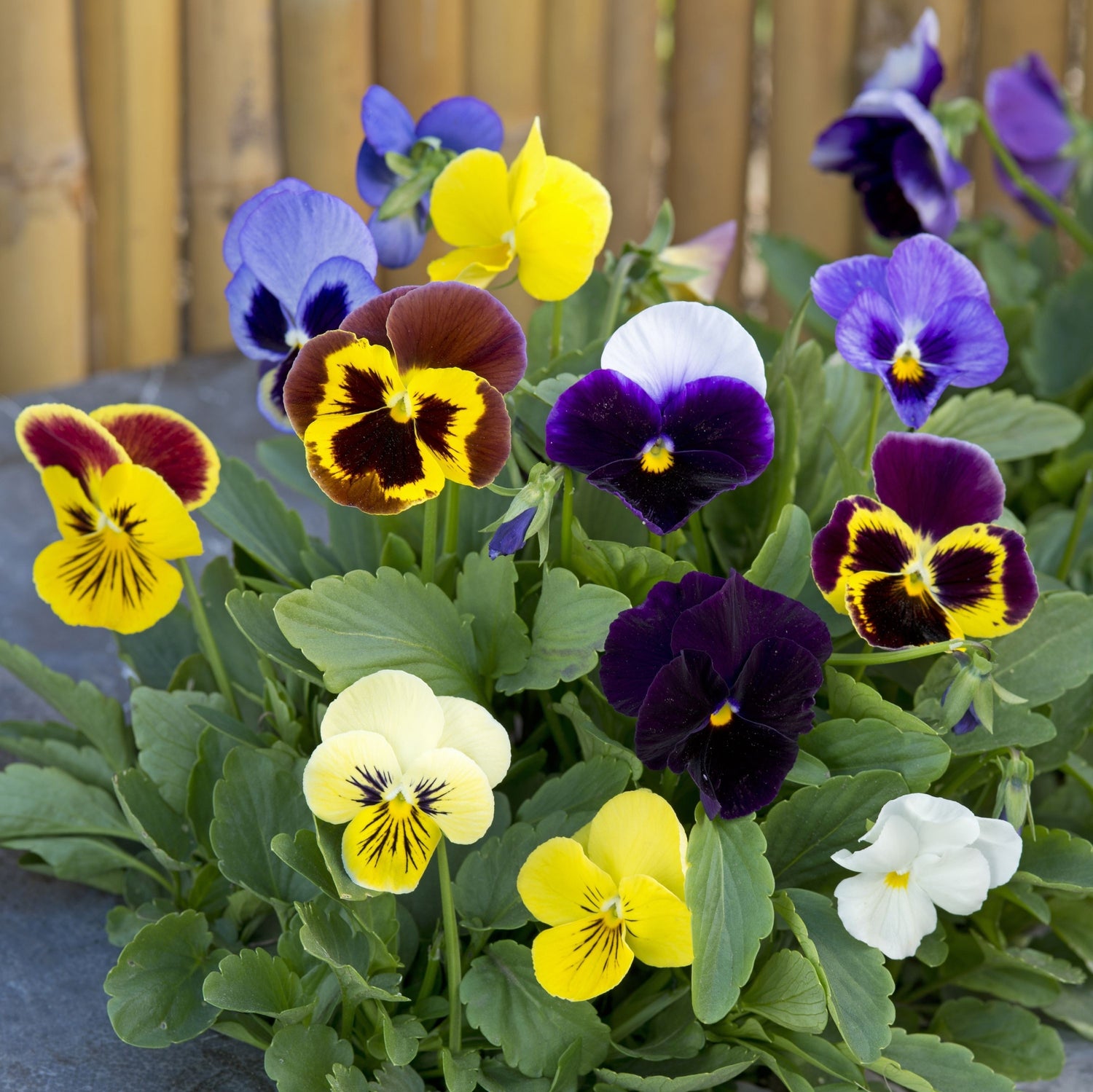 Pansy