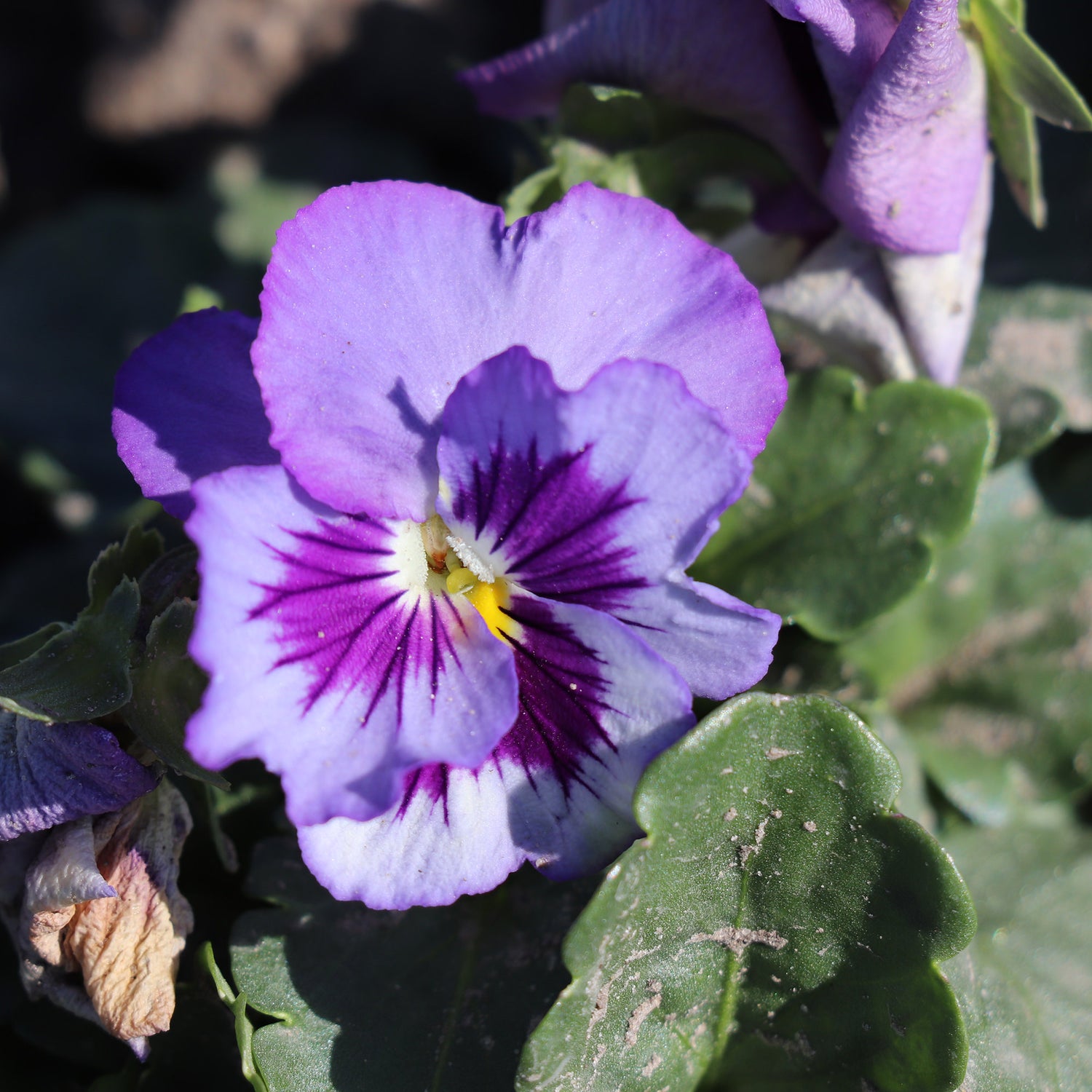 Viola del pensiero