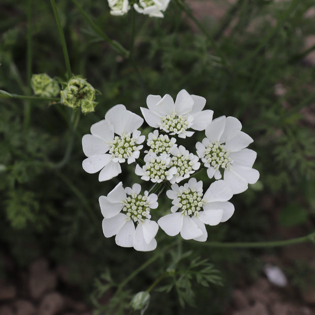 Orlaya Grandiflora White Lace