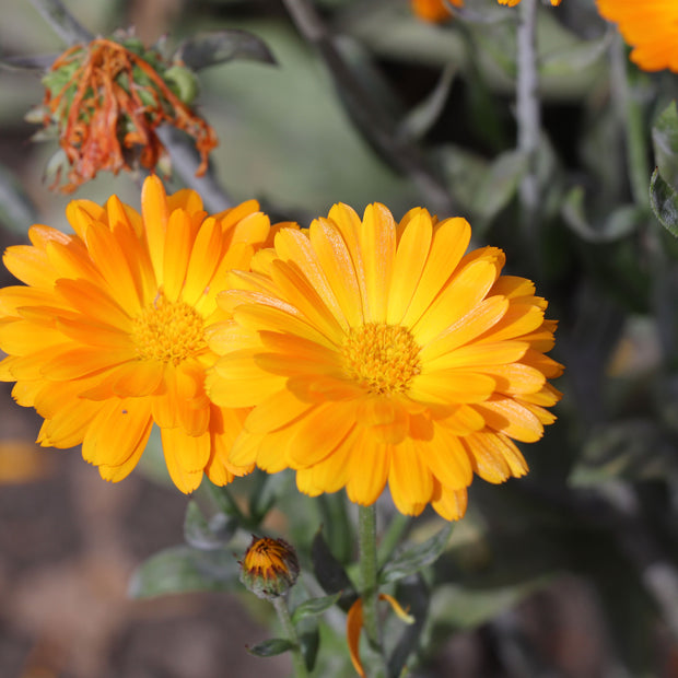 Calendula Funky Stuff