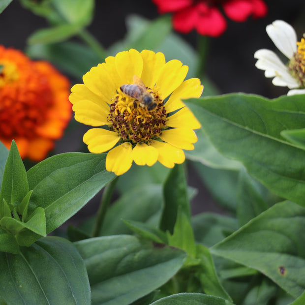 Zinnia Elegans Cresto Mixed