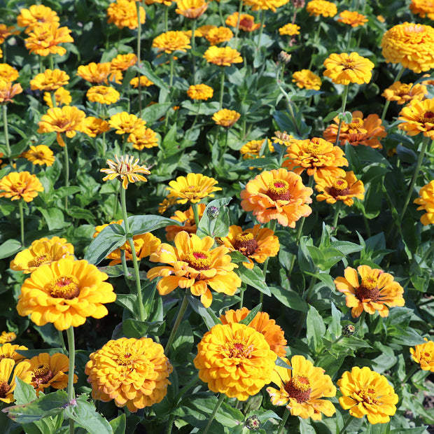 Zinnia Elegans Dahlia-Flowered Golden State